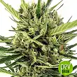 Auto Malawi x Northern Lights - Ace Seeds
