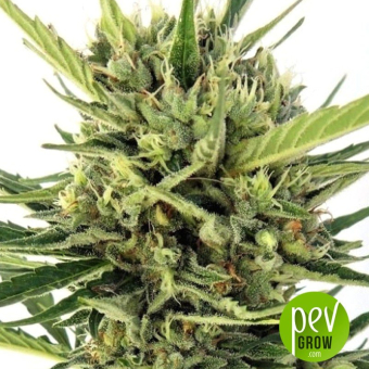 Auto Malawi x Northern Lights