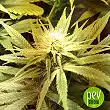 Congo - Ace Seeds