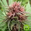 Erdpurt - Ace Seeds