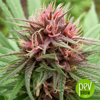 Erdpurt - Ace Seeds