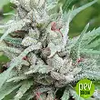 Golden Tiger - Ace Seeds