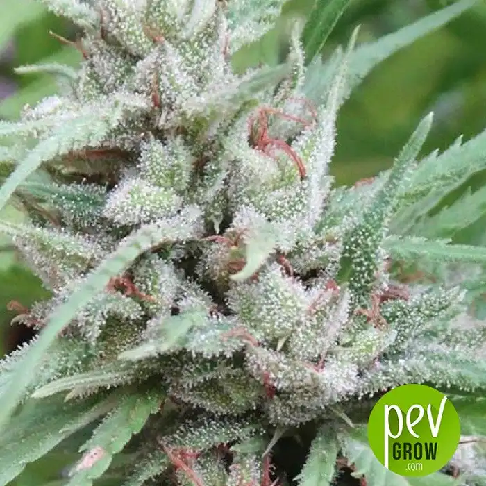 Golden Tiger - Ace Seeds