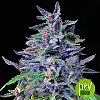 Orient Express - Ace Seeds