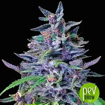 Orient Express - Ace Seeds