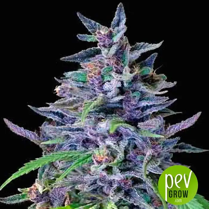 Orient Express - Ace Seeds