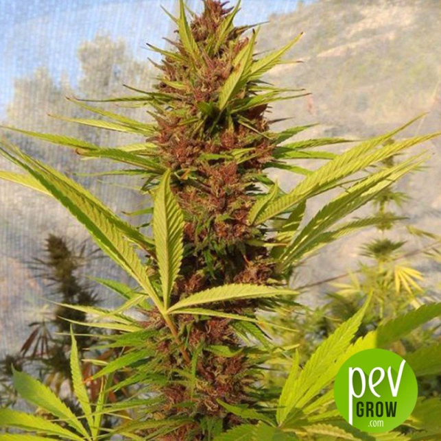 PCK - Ace Seeds