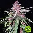 Violeta - Ace Seeds
