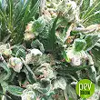 Zamaldelica - Ace Seeds