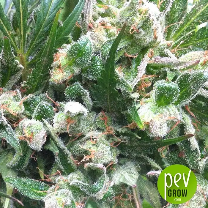 Zamaldelica - Ace Seeds