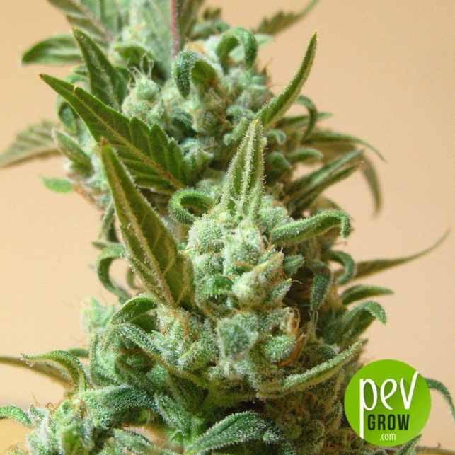 Berry Ryder Auto Seeds