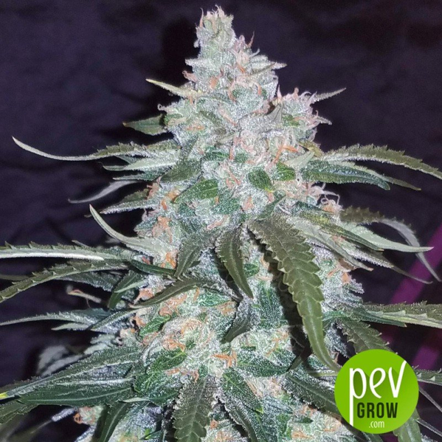 Pineapple Punch Auto Seeds