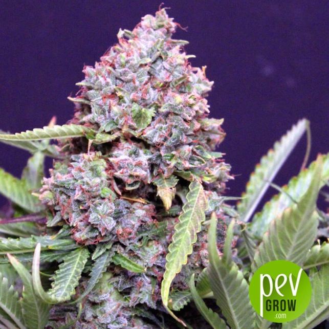 Polar Express Auto Seeds
