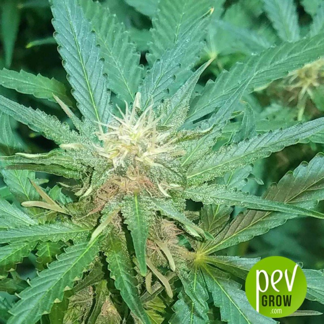 Trans Siberian Auto Seeds