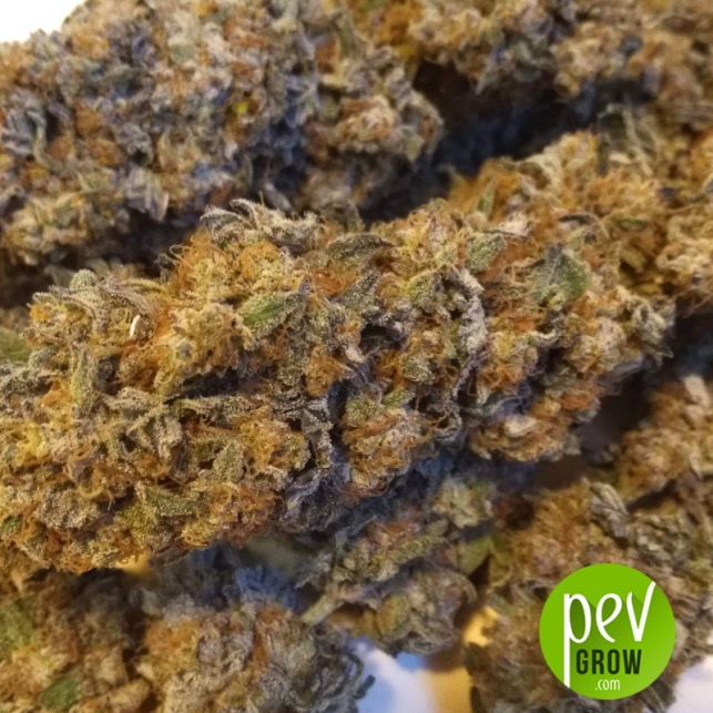 Custom X Pure Seeds