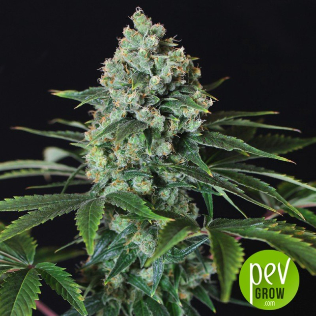 Speed Haze Pure Seeds