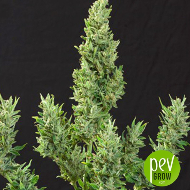 Thc Autofloreciente Pure Seeds