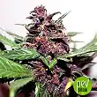 Swiss Dream Rosé Auto CBD - Kannabia