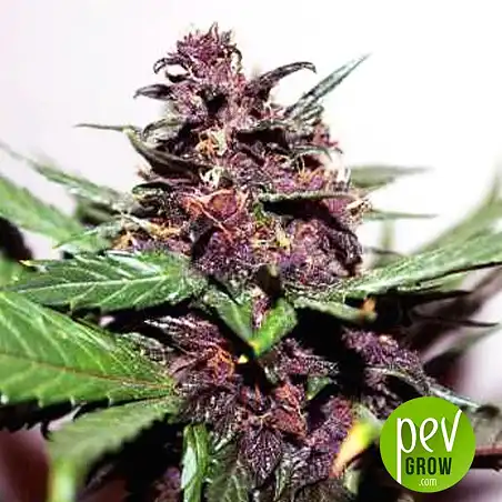 Swiss Dream Rosé Auto CBD - Kannabia