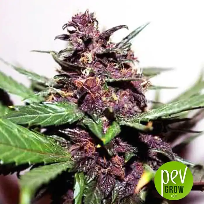 Swiss Dream Rosé Auto CBD - Kannabia