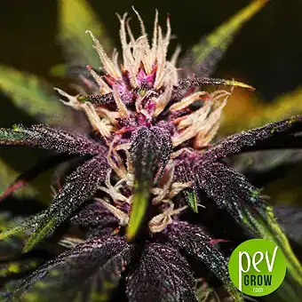 Purplediol Auto CBD - Elite Seeds