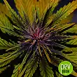 Dark Rose Auto CBD - Elite Seeds