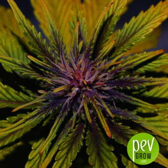 Dark Rose Auto CBD