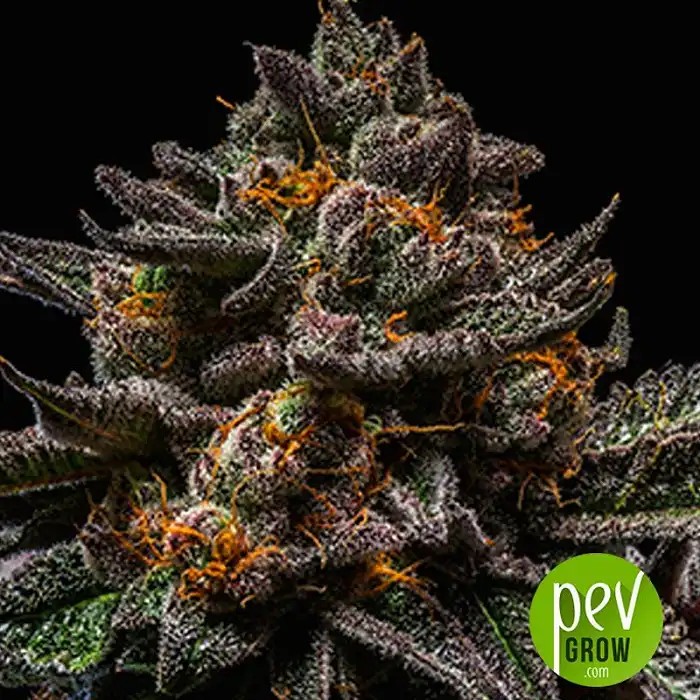 Brain Cake - Ripper Seeds