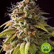 Caramel Monster - Vision Seeds