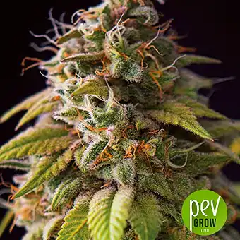 Caramel Monster - Vision Seeds