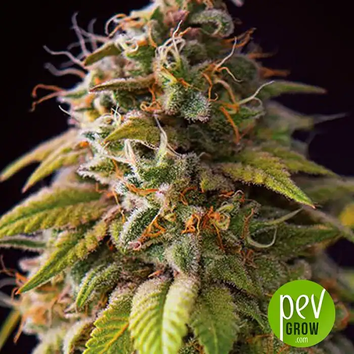 Caramel Monster - Vision Seeds