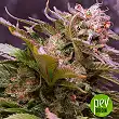 Vision Caramello Auto - Vision Seeds