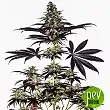 CBD+ Caramelice Express - Positronics