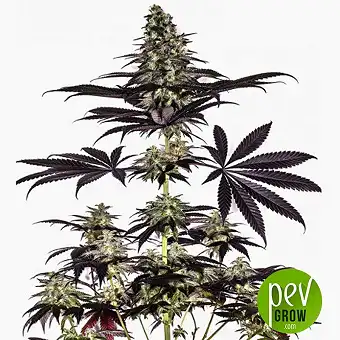 CBD+ Caramelice Express - Positronics