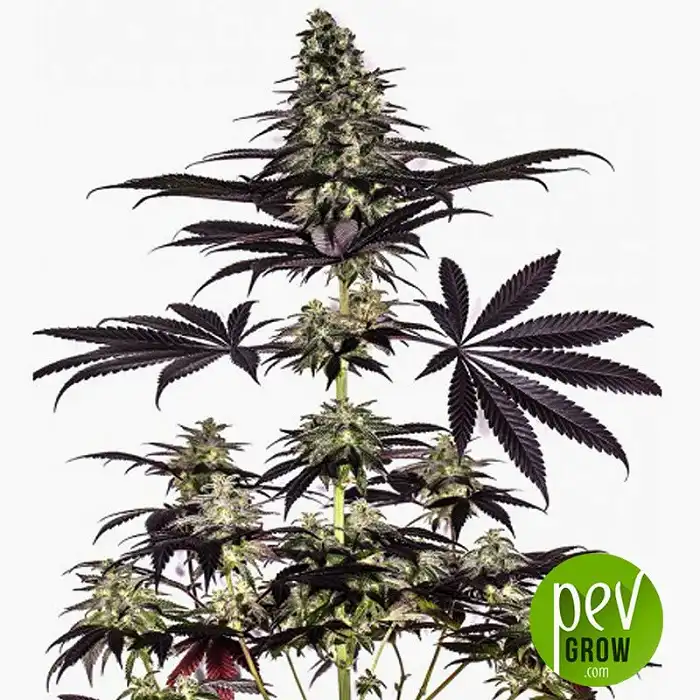 CBD+ Caramelice Express - Positronics