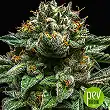 Chempie - Ripper Seeds