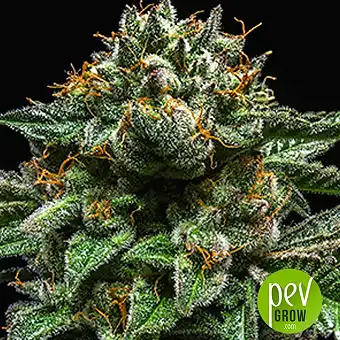 Chempie - Ripper Seeds