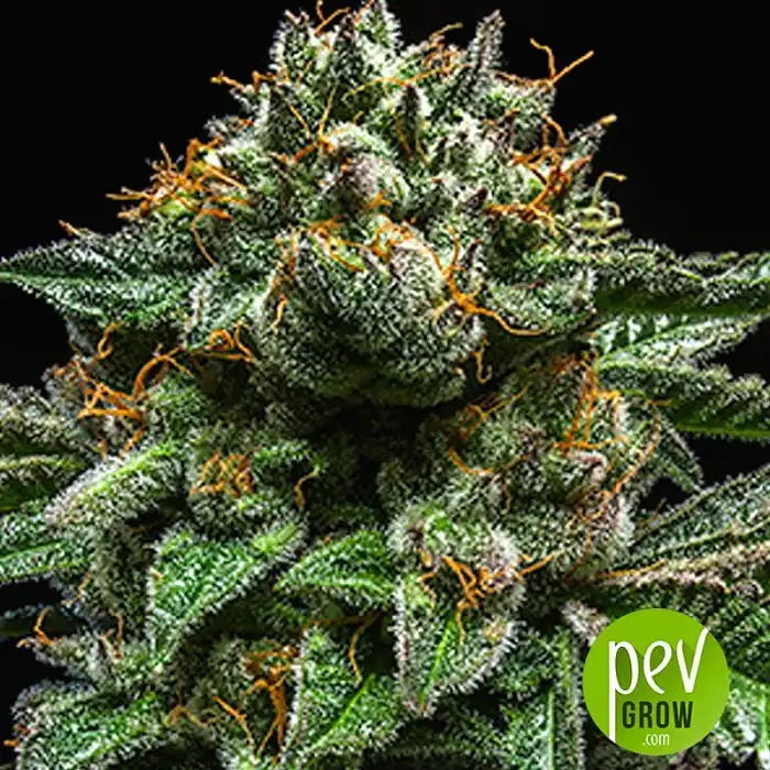 Chempie - Ripper Seeds