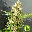 Gorilla Ice Cream - Expert Seeds Gorilla Ice Cream - Expert Seeds