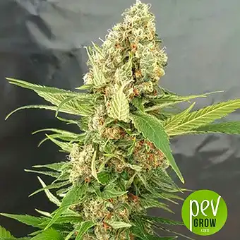 Gorilla Ice Cream - Expert Seeds