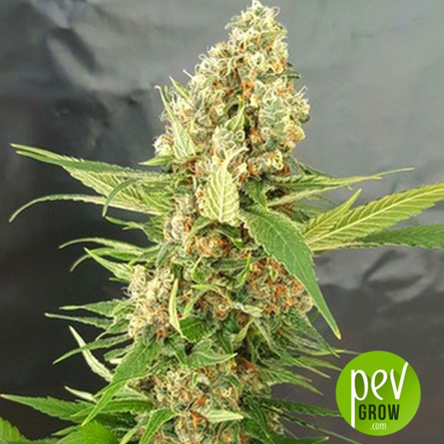 Positive effects of cheap pot Ice Cream Cake feminized plant