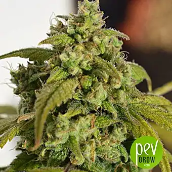 Gorilla SFV OG - Expert Seeds