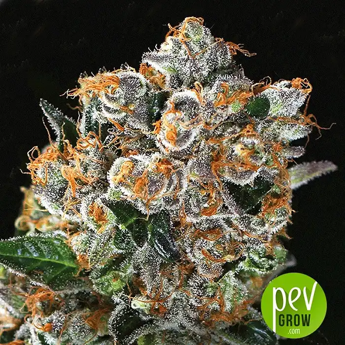 Malasaña Cookies - Exotic Seeds