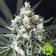 Medxotic Pure CBD - Exotic Seeds Medxotic Pure CBD - Exotic Seeds