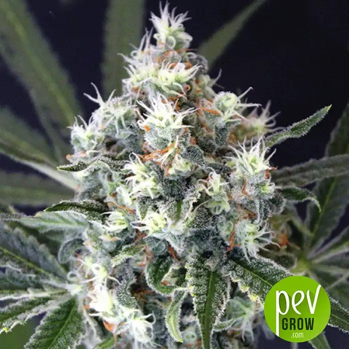 Medxotic Pure CBD - Exotic Seeds