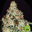 Zkittalicious - Exotic Seeds Zkittalicious - Exotic Seeds