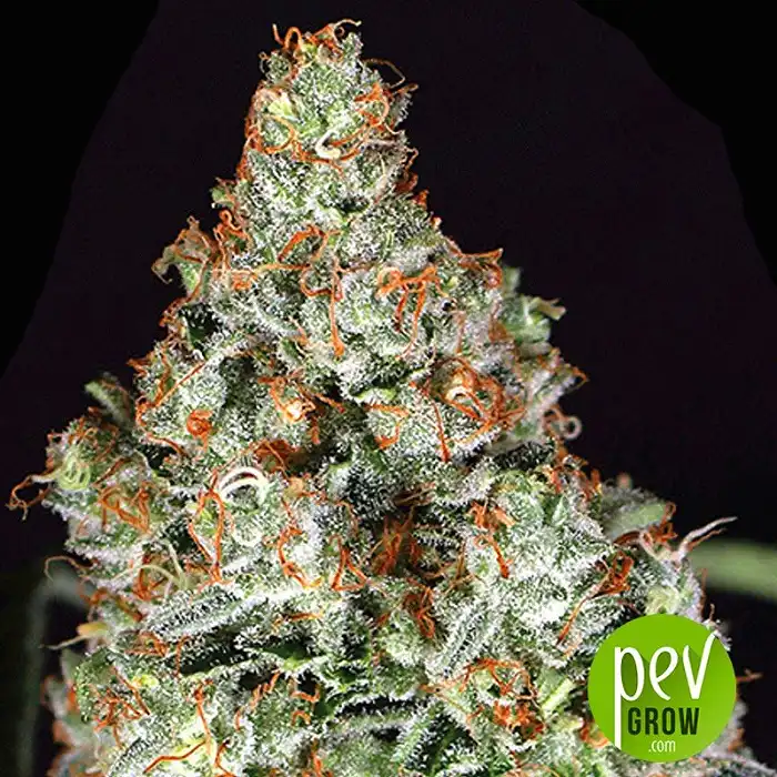 Zkittalicious - Exotic Seeds