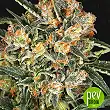 Hippie Therapy CBD - Exotic Seeds Hippie Therapy CBD - Exotic Seeds