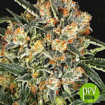 Hippie Therapy CBD - Exotic Seeds