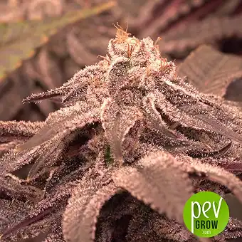 Purple Punch Auto - Barney's Farm